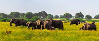 3 Day Queen Elizabeth National Park Safari